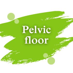 Pelvic floor | Dimann